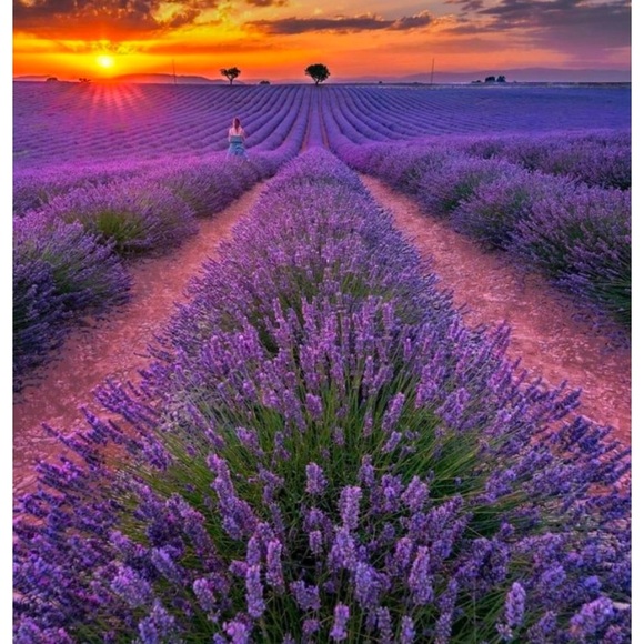 Introducing Lola - Picture 14 of 15